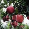 Red Delicious apple Brand Yi Tian Apple Fruit Fresh