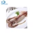 Import Seafood Exporter Frozen whole round Argentina Illex Squid from China