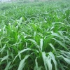 Sorghum Hybrid sudan grass Seeds