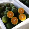 South Africa Fresh seedless Green lemon/ Fresh lime for export