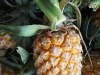 Trat golden pineapple