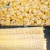 Import (TS-W168)Efficient Sweet Corn Thresher Stainless Steel Corn Threshing machine from China