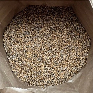 Ukraine Supplier Feed Wheat for Sale, Wheat Seed Price