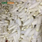 Unspotted limited chemical fertilizer bulk iqf cut horse fresh radish