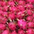 Import Wholesale Dragon fruit Red/White Flesh with High quality and Fresh growth in Vietnam from China