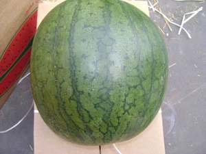 Wholesale Fresh Watermelon / Fresh Watermelon For Sale / Bulk Fresh Fruit Watermelon