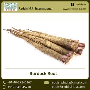 Wholesale High Quality Burdock Root Price