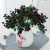 Import Wholesale Manufacture Flowers Fruits Wedding Home Decoration Bride Bouquet Beauty Medium Real Touch Red Artificial Plant Berries from China
