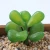 Import YiWu-OYUE Artificial Succulent Plants and plant extraction from China