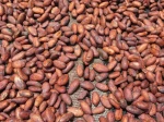 COCOA BEANS TRINITARIO