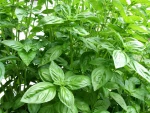Hibiscus - Fennel - chamomile - Basil- Caelndula