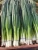 Import Fresh green spring onions from Egypt