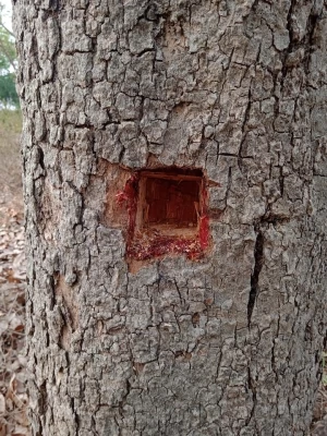Red Sandalwood logs