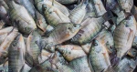 Chhuya Frozen Tilapia Fish