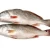 Import Wholesale price Fresh Frozen Yellow Croaker Fish from Belgium