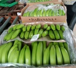 Green Fresh Cavendish Bananas