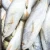 Import Wholesale price Fresh Frozen Yellow Croaker Fish from Belgium