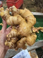 Washed Fresh Ginger origin Indonesia