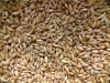 Organic barley