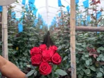 Rosas Frescas