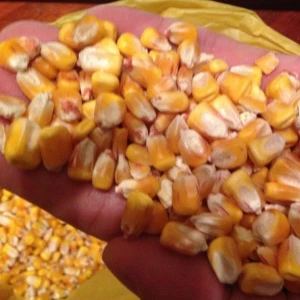 Yellow Corn/Maize For Animal Feed