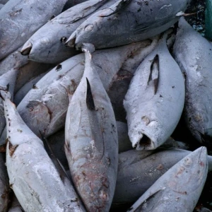 Tuna Whole Fish IQF Ocean Catch Raw Tuna Exporter High Quality