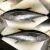 Import Tuna Whole Fish IQF Ocean Catch Raw Tuna Exporter High Quality from South Africa