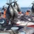 Import Tuna Whole Fish IQF Ocean Catch Raw Tuna Exporter High Quality from South Africa
