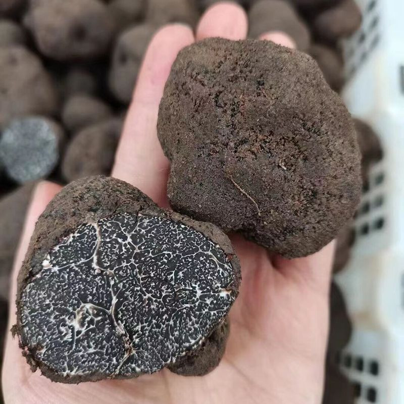 Buy Fresh Black Truffle Mushrooms Truffles For Wholesale from Yunnan
