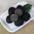 Import Fresh Black Truffle Mushrooms Truffles for Wholesale from China