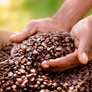 Premium Arabica Coffee Bean Offered Fresh With Rich Aroma And High Quality 100% Natural For Bulk Buyers Worldwide