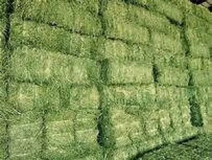 Best Quality Double Pressed Alfafa Hay Bales in Affordable Price