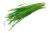 Import Top grade Chives for food use from South Africa