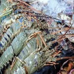 Canadian Frozen Lobster Tails Fresh Lobsters for sell