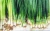 Import Top grade Chives for food use from South Africa