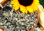 Sunflower Seed for sale
