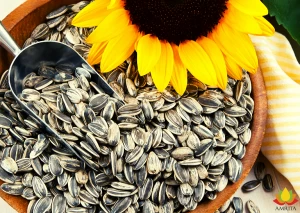 Sunflower Seed for sale