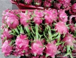 Supplying fresh dragon fruit from Viet Nam
