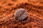 ORGANIC / SINGLE ORIGIN / DECAFFEINATED / PRIVATE LABEL