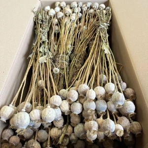 Poppy Seed Pods available for export