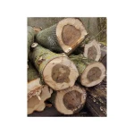 High-quality Poplar Logs for sale in bulk at competitive prices