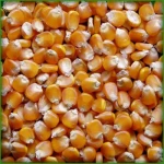 Dried corn