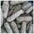 Import High Grade Wholesale Sea Cucumber Dried Sea Cucumber from Philippines