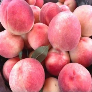 Fresh sweet peaches / Fruits