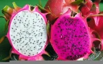 100% Fresh Red/ White Dragon Fruit ( Whatsapp/zalo/ wechat: +84 912 964 858 )