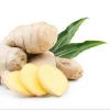 100% Pure High Quality Ginger Grass Essential Oil