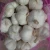 Import 2018 big sale for garlic in jining greenfarm from China