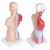Import 26cm Mini human Torso Model 15 Parts for medical teaching and training on human anatomy from China