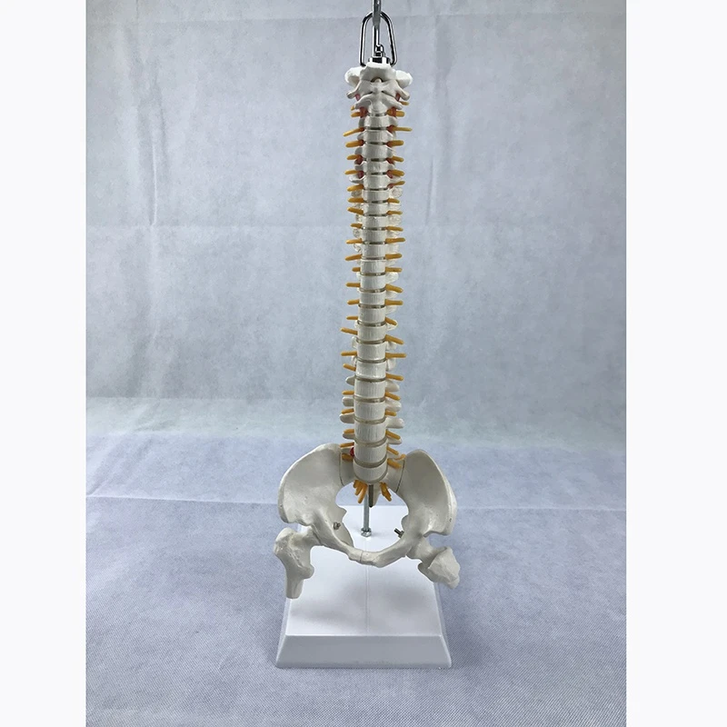 45cm anatomical human full spine model C