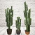 Import Amusement Park Decoration Cactus Plants from China